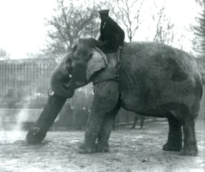 Naaras Aasiannorsu, Indianrani, liikuttaa puuta runkonsa kanssa, kun hänen vartijansa istuu selällään ohjaten häntä, Lontoon eläintarha, 1925