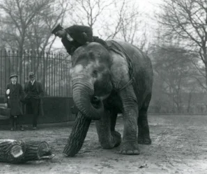 Naaras Aasiannorsu, Indianrani, siirtää puutavaraa runkollaan, kun hänen vartijansa istuu selällään ohjaten häntä ja kahta muuta ihmistä katselemassa, Lontoon eläintarha, 1925