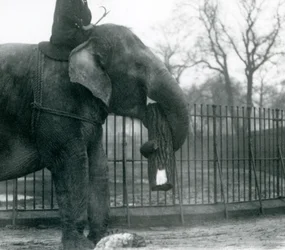 Naaras Aasiannorsu, Indianrani, liikuttaa puuta runkonsa kanssa, kun hänen vartijansa istuu selällään ohjaten häntä, Lontoon eläintarha, 1925
