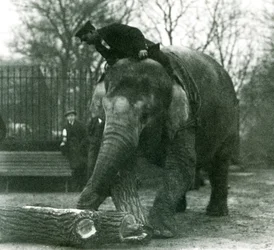 Aasialaisnorsu Indiarani liikkuu puutavaraa rungollaan, kun eläintenhoitaja istuu sen selässä ohjaamassa sitä, Lontoon eläintarha, 1925.