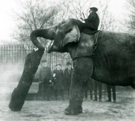 Aasialaisnorsu Indiarani liikkuu puutavaraa rungollaan, kun eläintenhoitaja istuu selällään ja ohjaa sitä, Lontoon eläintarha, 1925.