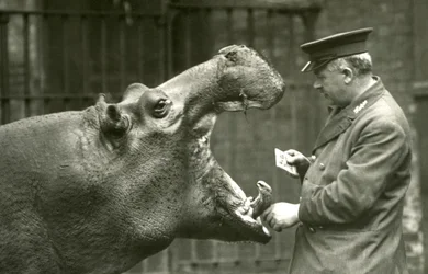 Hippopotamus Bobbie ja hoitaja Ernie Bowman, Lontoon eläintarha, 1927.
