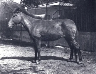 Hybridisebrahevonen Lontoon eläintarhassa heinäkuussa 1916