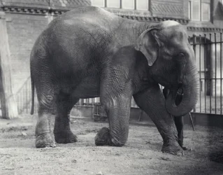 Intiaanielefantti, Assam Lukhi, polvistumassa vartijan kanssa Lontoon eläintarhassa, huhtikuu 1914
