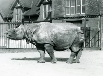 Intian sarvikuono Felix seisoo karsinassaan Lontoon eläintarhassa, 1927.