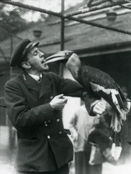 Vartija, T. Raggett ruokkimassa suurta intiaanisarvinokkaa hedelmällä suussaan. Lontoon eläintarha 1924