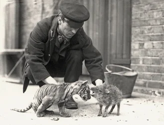 Eläintenhoitaja H. Warwick tiikerinpennun ja pekarion kanssa, otettu ZSL:n Lontoon eläintarhassa toukokuussa 1914.