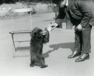 Vartija Harry Warwick -pullo ruokkii Sloth Bear -pentua Lontoon eläintarhassa elokuussa 1921