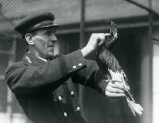 Vartija, Thomas Raggett, silitti suurta intiaanisarvinokkaa sen laskun alla Lontoon eläintarhassa, 1924