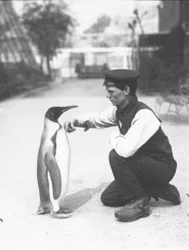 Kuningaspingviini, vartija Harry Munro, 1914