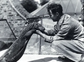 Komodon lohikäärme Sumbawa ja vartija H. Alec Budd, 1928
