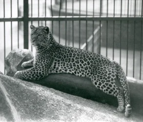 Leopard Rex makaa puun päällä aitassaan Lontoon eläintarhassa heinäkuussa 1925
