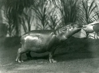 Percy, nuori Pygmy Virtahepo, jota ruokitaan käsin Lontoon eläintarhassa marraskuussa 1923 (bw kuva)