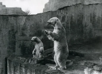 Jääkarhut "Sam" ja "Barbara" seisovat takajaloillaan katsoen ulos aitauksestaan Lontoon eläintarhassa maaliskuussa 1921