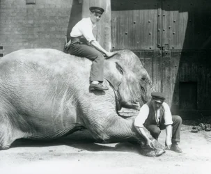 Sundermalah leikkii etujalkaansa viilalla, kun toinen istuu hänen selässään, Lontoon eläintarha, elokuu 1926