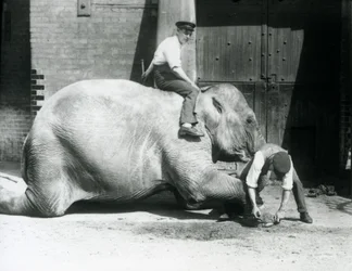 Sundermalah trimmaa etujalkaansa viilalla, kun toinen istuu hänen selässään, Lontoon eläintarha, 1926