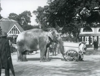 Syed Ali ratsastaa Indiarani-kärryn selässä, Lontoon eläintarha, lokakuu 1925.