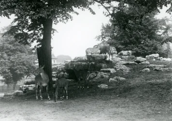 ElandAntelope Paddock Lontoon eläintarhassa vuonna 1924