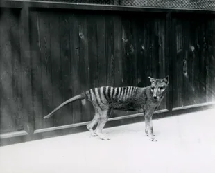 Thylacine Tasmanian Wolf Lontoon eläintarhassa ennen vuotta 1930