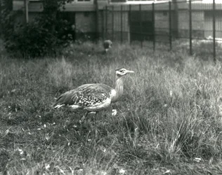 Kaksi arabirintaa seisoo aitauksessaan Lontoon eläintarhassa syyskuussa 1927.