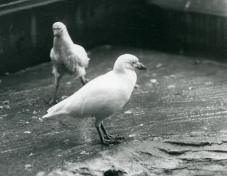 Kaksi lumikoiraa seisoo ja kävelee maassa Lontoon eläintarhassa, elokuu 1927.