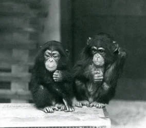 Kaksi nuorta simpanssia istumassa puulaatikossa, Lontoon eläintarha, 1924