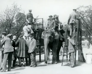 Vierailijat jonottavat norsuratsastukselle samalla kun toiset nousevat kyytiin viiden eläintenhoitajan avustamina, Lontoon eläintarha, 1927