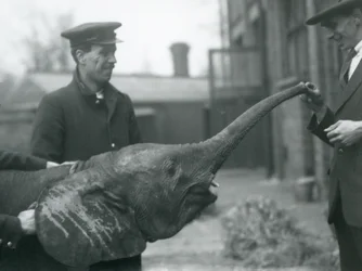 Nuori naaras afrikkalainen pygmyelefantti Oojah kohottaa vartaloaan herkkua varten Lontoon eläintarhassa, kesäkuu 1925