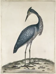 Haikara, 1789 (wc ja muste paperille)