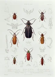 Kokoelma Chilessä tavattuja Coleopteroita, kuvitus teoksesta "Historia de Chile", Lebrunin kaiverrus, 1854.