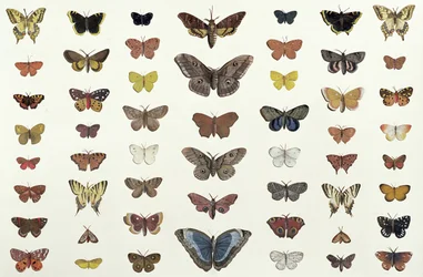 Kollaasi perhosista ja perhosista, mukaan lukien Camberwell Beauty, British Swallowtail, Scarce Swallowtail, Peacock ja Small Tortoiseshell, noin 1830 (painos numero 104967)