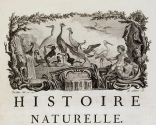 Luonnonhistorian allegooria linnuista - Buffonin "" Luonnonhistoria, yleinen ja erityinen historia"