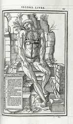 Anatominen kuva, 1546