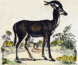 Antilooppi. Kaiverrus "" Alphabet des animaux sauvages"". 9. sarja. Kuvia Epinalista, Pellerin, paino-kustantaja, noin 1870. Kaiverrukset puuhun, stenciloitu. 16 sivua. Mitat: 20 x 15 cm. Yksityinen kokoelma