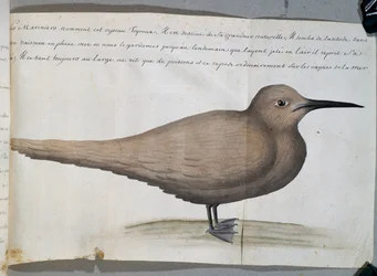 Lintu nimeltä Foyroux (tiira), Cape Frio, Brasilia, akvarelli lokikirjasta Jacques Gouin de Beauchesnen (1652-1730), Compagnie royale de la Mer du Sudin kapteeni, 1698-1701, Ranska