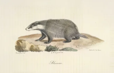 Mäyrä, mäyrä, nisäkkäiden luonnonhistoriasta (väri litho)