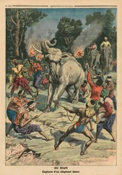Valkoisen norsun pyydystäminen Siamissa, kuvitus Le Petit Journalista, liitekuva, 10. syyskuuta 1911 (väri litho)