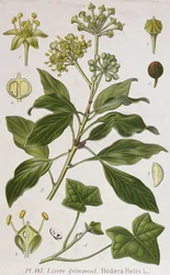 Kiipeily Ivy