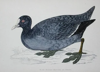 Tavallinen tai euraasiannokka, 1800-luvun 2. puolisko (värikaiverrus)