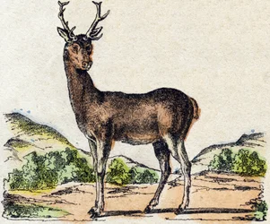 Peura. Kaiverrus "" Alphabet des animaux sauvages"". 9. sarja. Kuvia Epinalista, Pellerin, paino-kustantaja, noin 1870. Kaiverrukset puuhun, stenciloitu. 16 sivua. Mitat: 20 x 15 cm. Yksityinen kokoelma