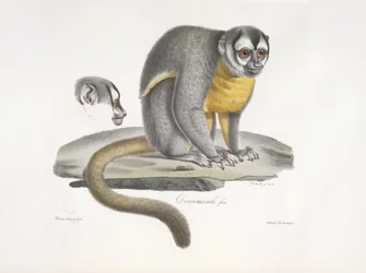 Douroucouli tai yöapina - Aotus trivirgatus, Natural History of Mammals (väri litho)