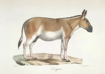 Dziggetai, nisäkkäiden luonnonhistoriasta (väri litho)