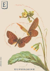 E: Eufrosiini (Clossiana eufrosiini tai suuri hopeakaulakoru)