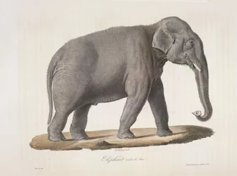 Aasiannorsu, Natural History of Mammals (väri litho)
