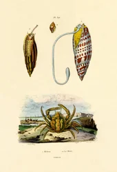 Smaragdirapu, 1833-39