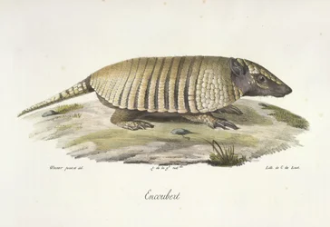 Encoubert, Armadillo, Natural History of Mammals (väri litho)
