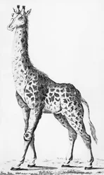 Herra Levaillant toi kirahvin Afrikassa matkustaessaan, kuva Observations sur la Physiquesta, sur lHistoire Naturelle et sur les Arts, dediees a Mgr. Artoisin kreivi, joulukuu 1789