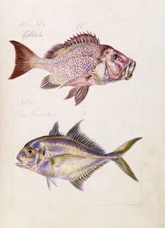 Gollah jne., noin 1850