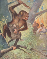 Gorillat (värillinen litografia)