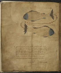 Harley 647, f.3v Kuva Kalojen tähdistöstä, Marcus Tullius Ciceron teoksesta Aratus, n. 1820-40 (vellum)